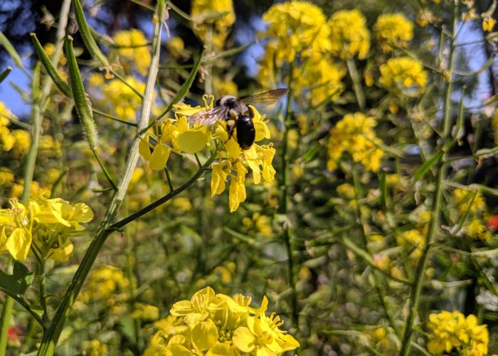 Blaue Holzbiene auf gelber Rapsblüte