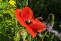 Biene fliegt zu roter Mohnblume