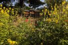 Bienenstöcke in Wildblumenwiese
