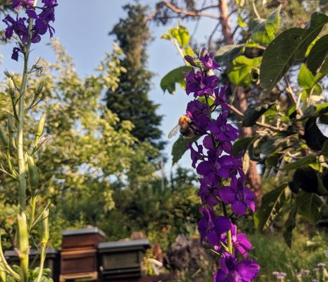Hummel an Rittersporn-Blüte